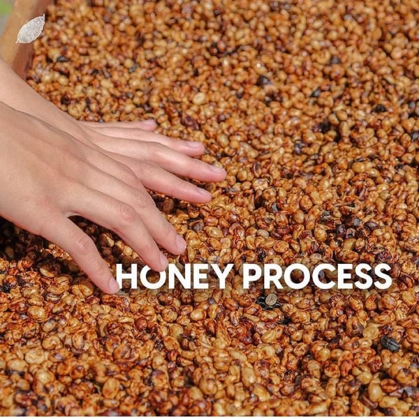 Robusta Honey là gì?